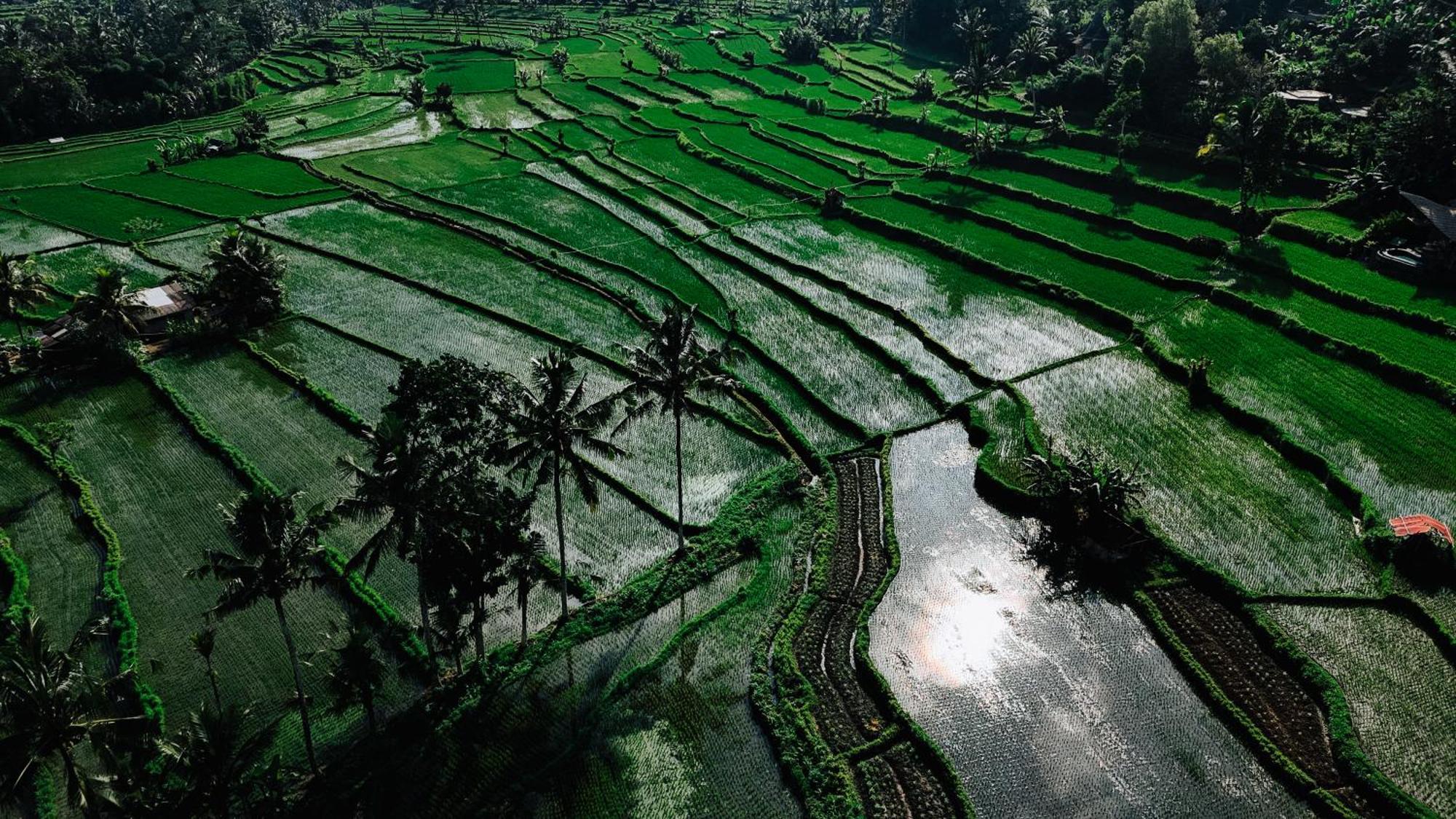 Вілла Arcada Bali Bamboo House Сідемен Екстер'єр фото